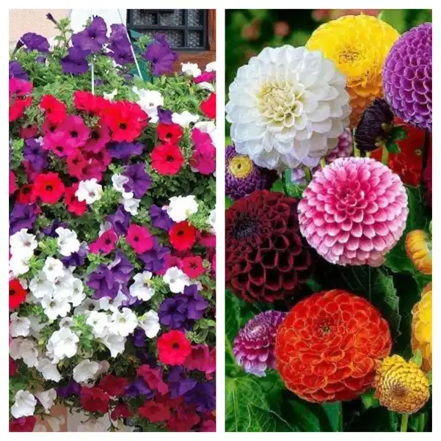 Petunia Mix & Dahlia Mix Flower Seeds, Pack of 2