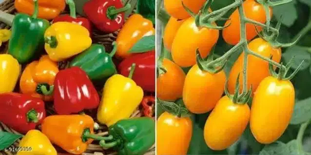 Seeds of Yellow Tomato & Mini Red Bell Pepper Vegetables, Pack of 2