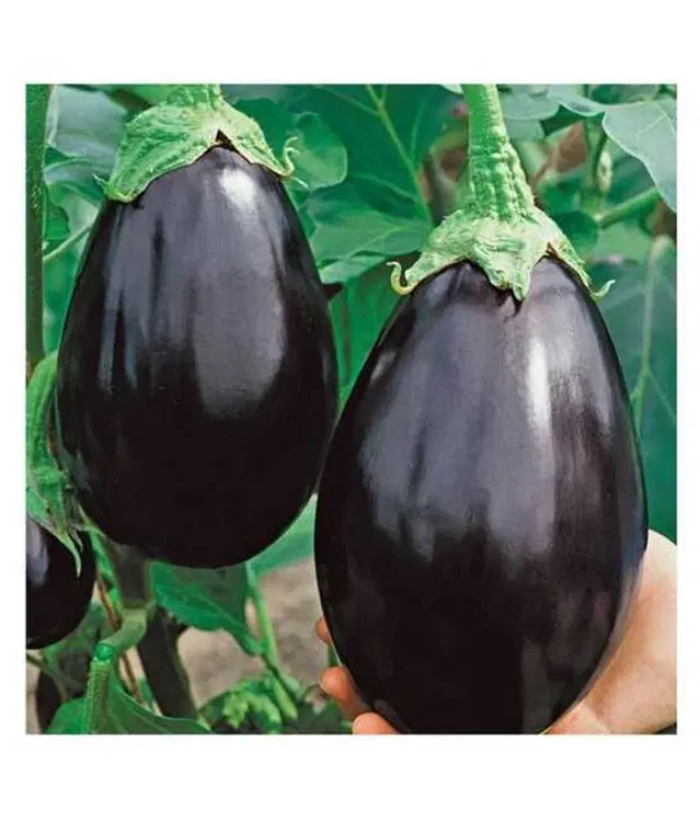 Seeds of Black Brinjal Vegetable, Pack Of 50