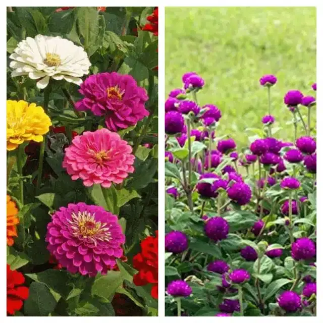 Zinnia Mix & Gomphrena Purple Flower Seeds, Pack of 2