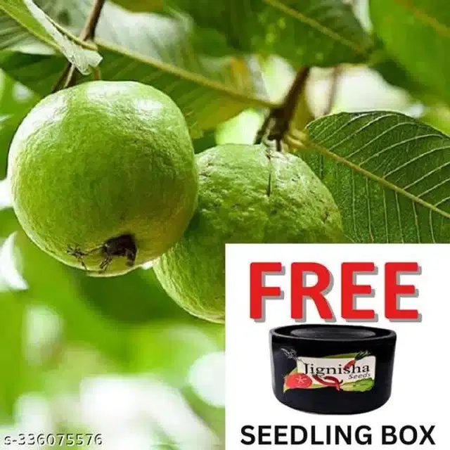 Sweet Seedless Guava Seeds, Pack of 100