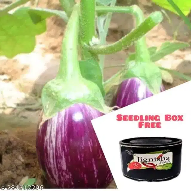 Kateri Brinjal Vegetable Seeds, Pack of 50
