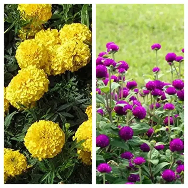 Marigold Orange & Gomphrena Purple Flower Seeds, Pack of 2
