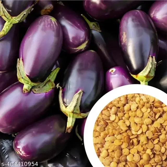 Homegrown Brinjal 50 Pcs Seeds, Set of 1