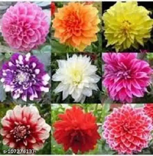 Dahlia Mixed Seeds, Pack of 20