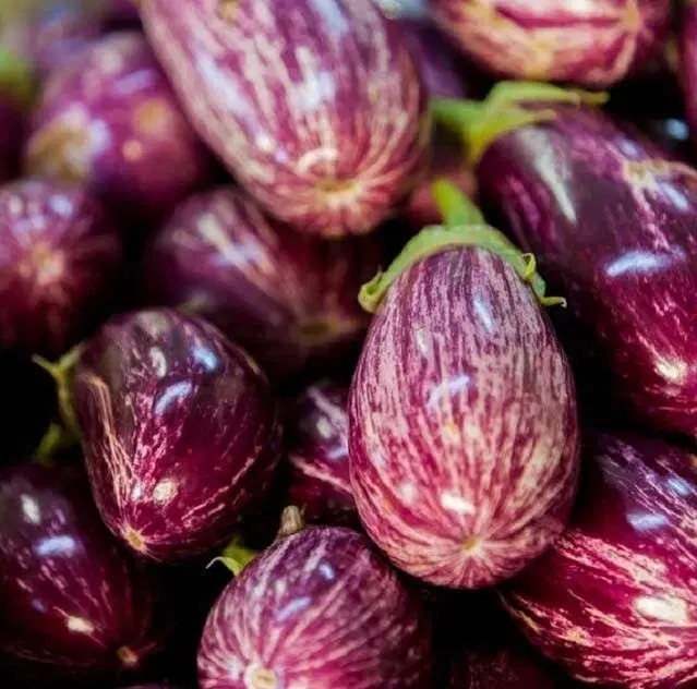 Jignisha Seeds Brinjal kateri Seeds, Green, Pack of 50