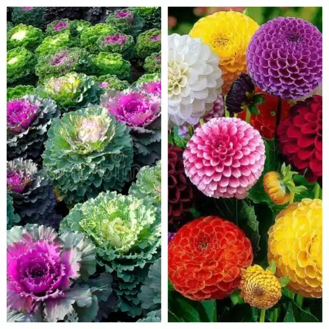 Flowering Kale & Cockscomb Dahlia Flower Seeds, Pack of 2