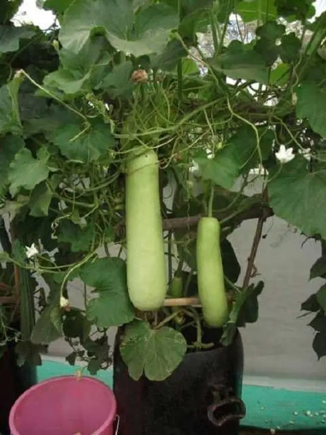 Seeds of Bottle Gourd/ Dhudhi Vegetable, Pack Of 15