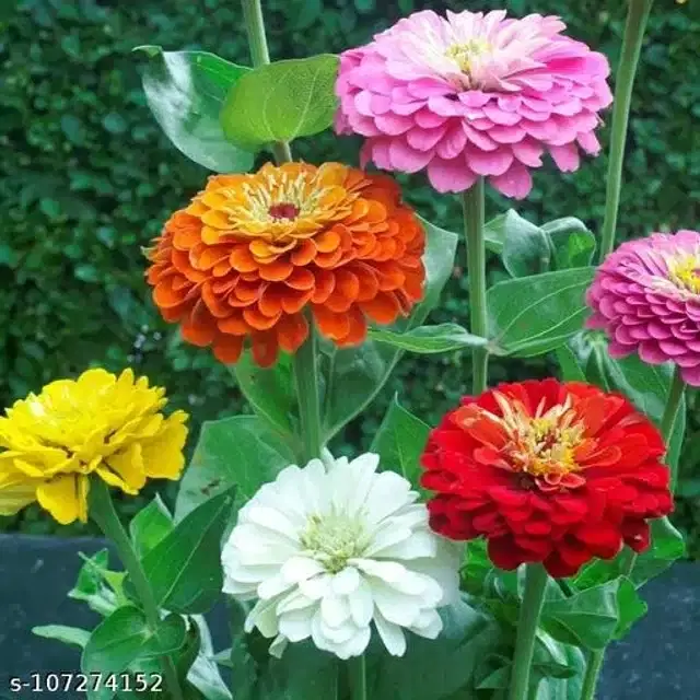 Organic Dahlia Mixed Color Flower Seeds, Pack of 20