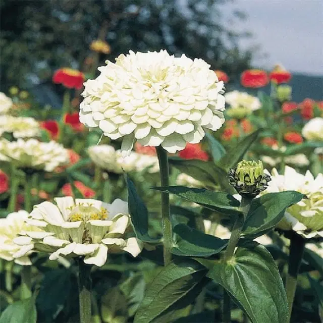 Jignisha Seeds Zinnia White Flower Seeds, White, Pack of 30