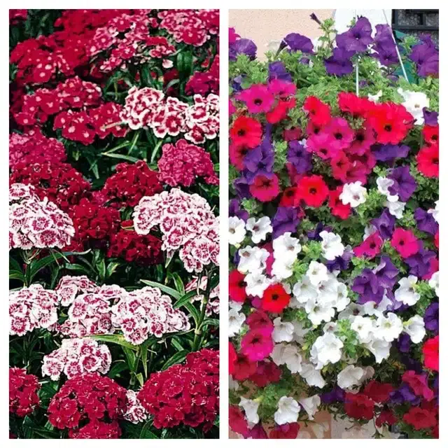 Sweet William & Petunia Mix Flower Seeds, Pack of 2