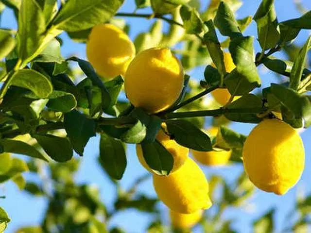 Recron Seeds of Organic Lemon Fruit, Pack Of 20