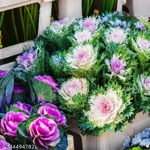 American Mixed Flowering Kale Seeds, Pack of 30