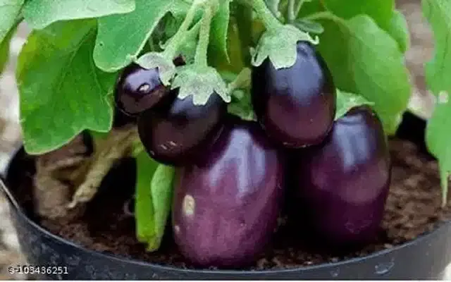 Purple Hybrid Brinjal Seeds, Pack of 50