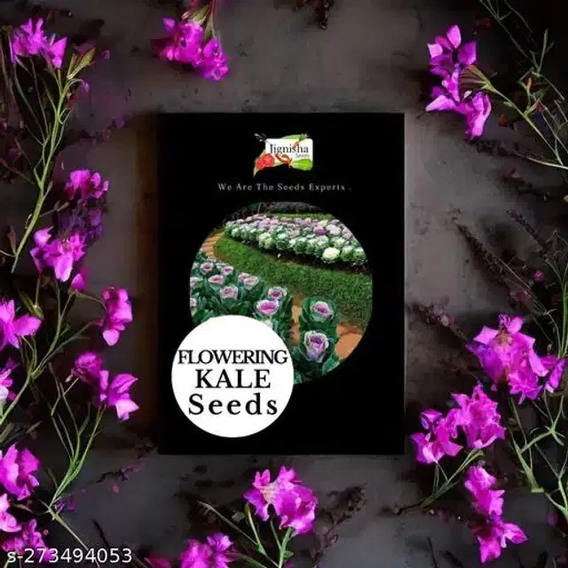 Flowering Kale Hybrid Flower Seeds, Pack of 30
