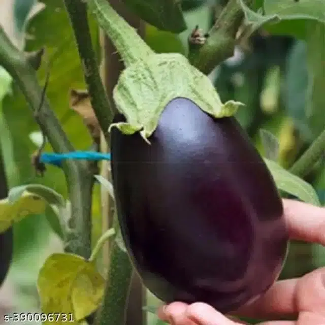 Black Brinjal Vegetable Seeds, Pack of 50