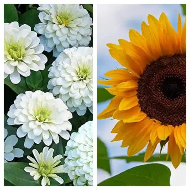 Zinnia White & Sunflower Flower Seeds, Pack of 2