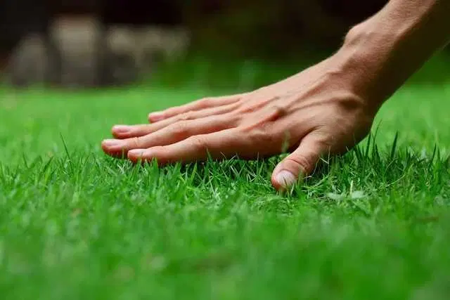 Small Grass Seeds, Pack Of 500, J19
