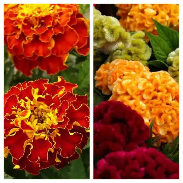 Marigold French & Cockscomb Mix Flower Seeds, Pack of 2