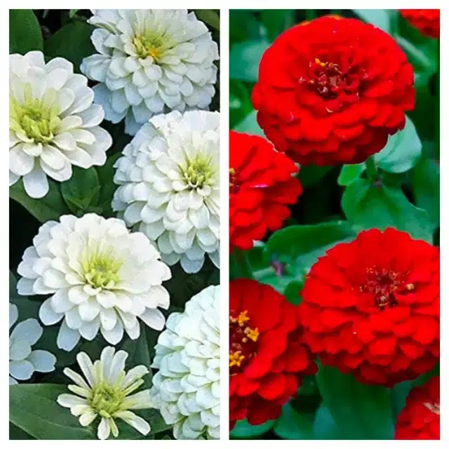 Zinnia White & Zinnia Red Flower Seeds, Pack of 2