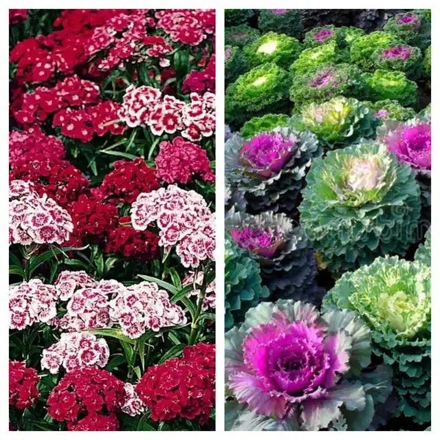 Sweet William & Flowering Kale Flower Seeds, Pack of 2