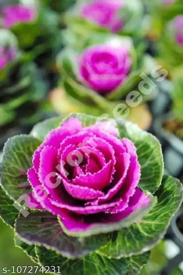 Kale Purple Brassica Leaf Seeds, Pack of 30