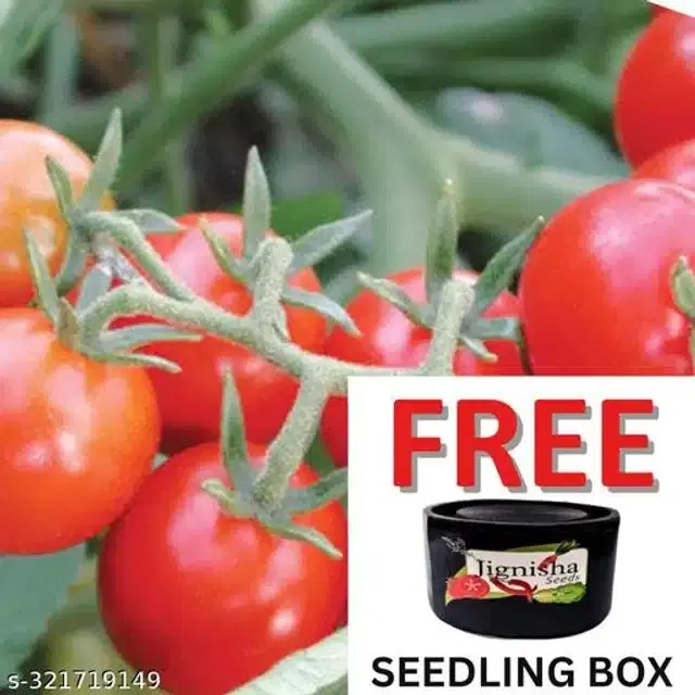 Red Ruby Cherry Tomato Vegetable Plant Seeds, Pack of 50