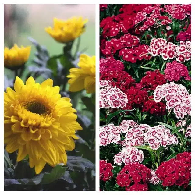 Chrysanthemum Yellow & Sweet William Flower Seeds, Pack of 2