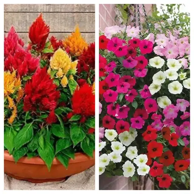 Celosia Mix & Petunia Mix Flower Seeds, Pack of 2