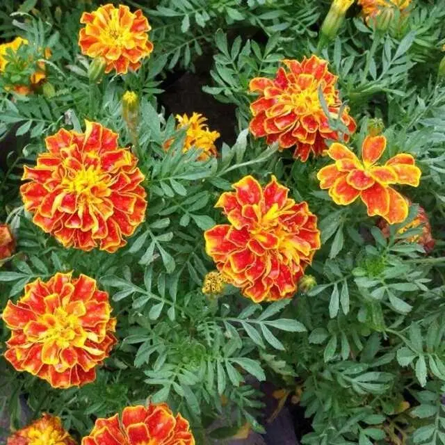 Recron Seeds of Hybrid French Marigold Flower, Pack Of 50