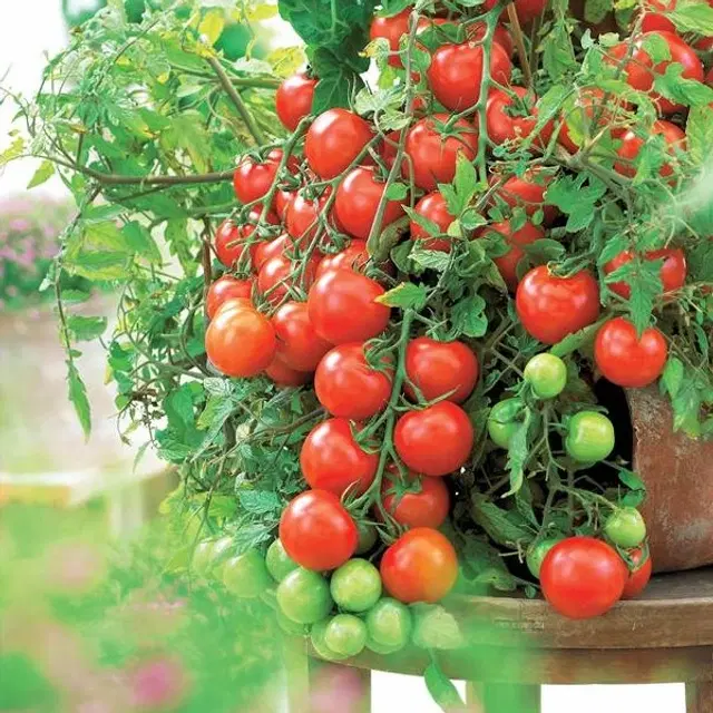 Red Cherry Tomato Vegetable Seeds, Pack of 50