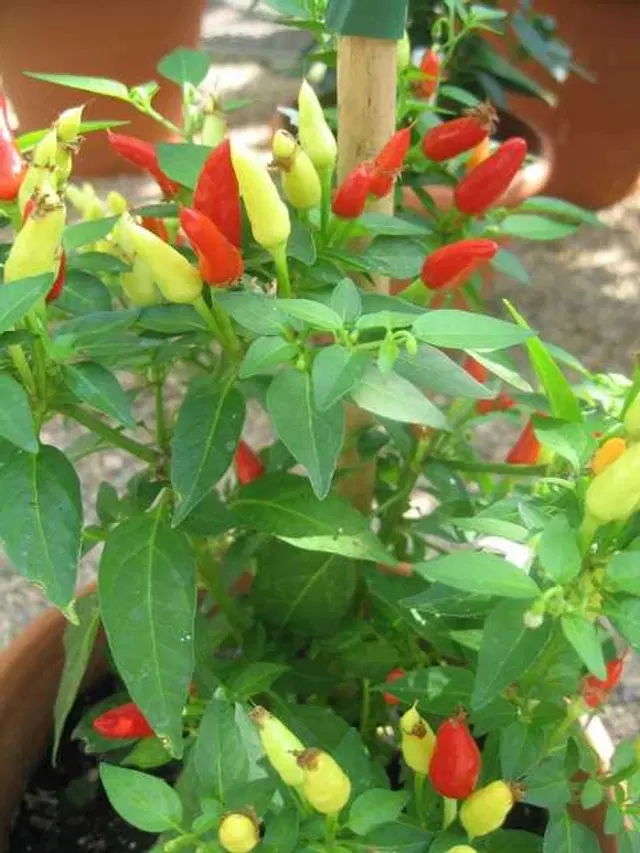Recron Seeds of Hybrid Pepper Chili Surajmukhi Vegetable, Pack Of 50