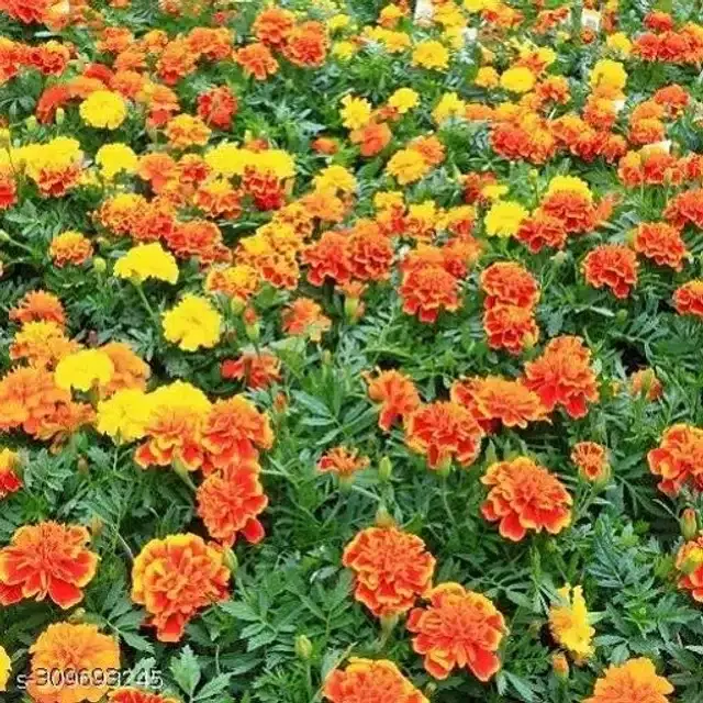 Marigold Mix Flower Seeds, Pack of 40