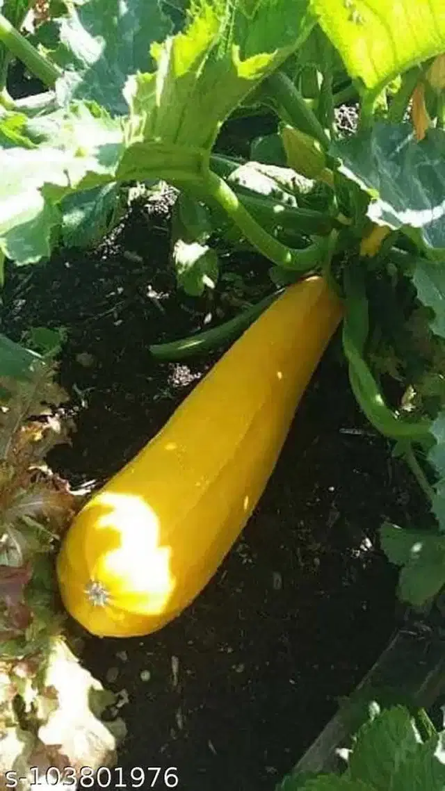 Organic Zucchini Yellow Squash Vegetable Seeds, Pack of 10