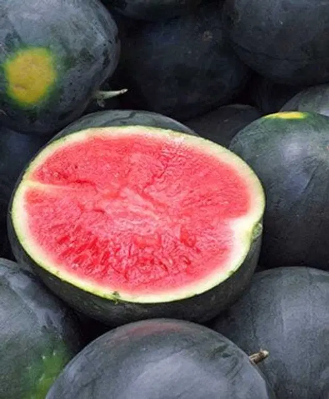 Recron Seeds of Watermelon Fruit, Pack Of 10