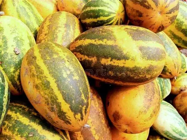 Recron Seeds of Southern Indian Cucumber for Sambar, Pack Of 30