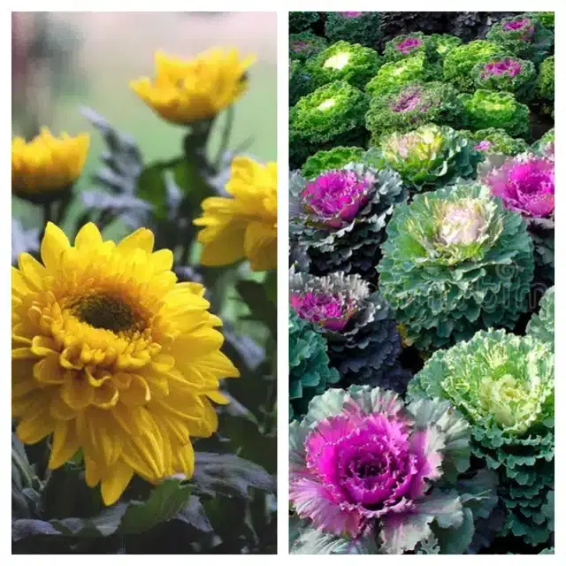 Chrysanthemum Yellow & Flowering Kale Flower Seeds, Pack of 2