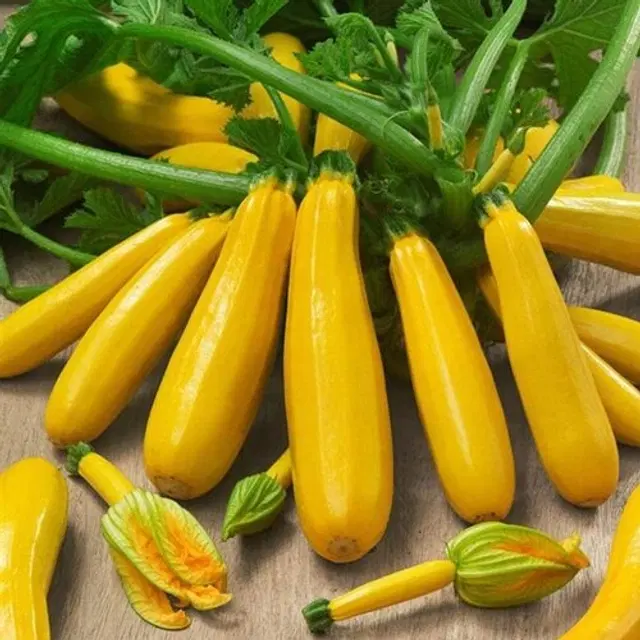 Zucchini Yellow Vegetable Seeds, Pack of 10
