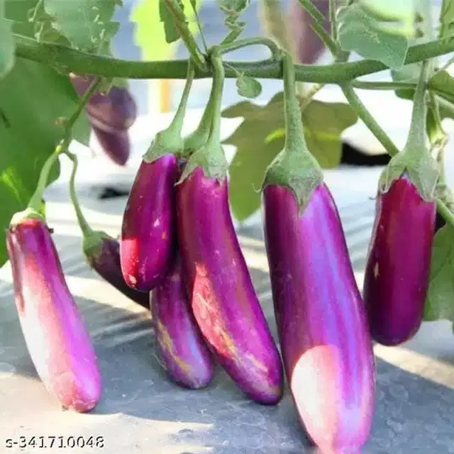 Purple Long Brinjal Vegetable Seeds, Pack of 50