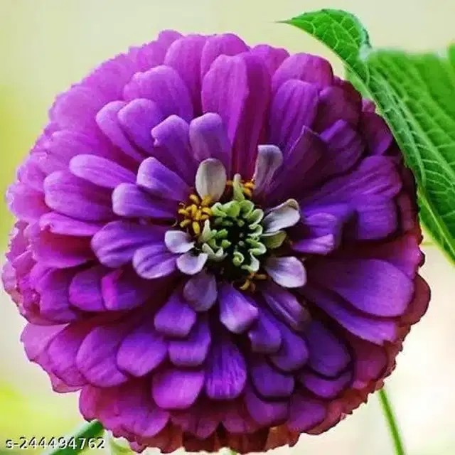 American Zinnia Purple Seeds, Pack of 30