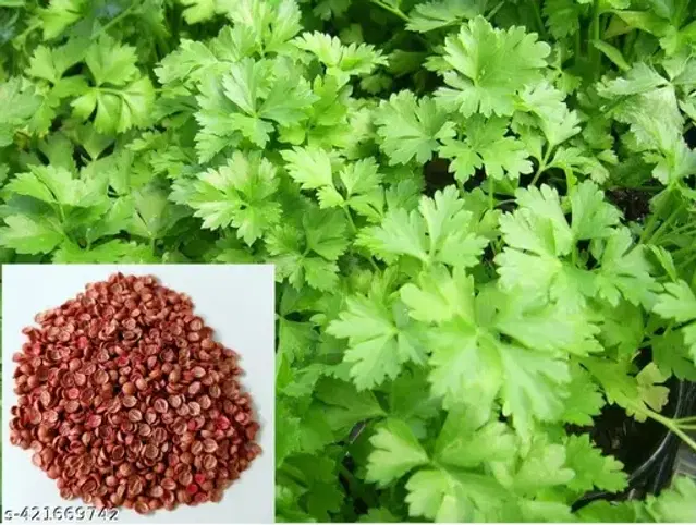 Premium Coriander 200 Pcs Seeds, Set of 1