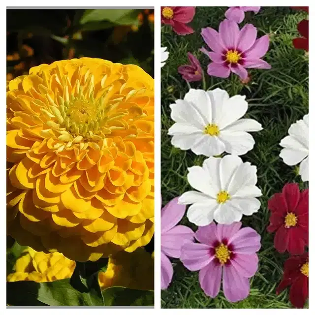 Zinnia Yellow & Cosmos Mix Flower Seeds, Pack of 2