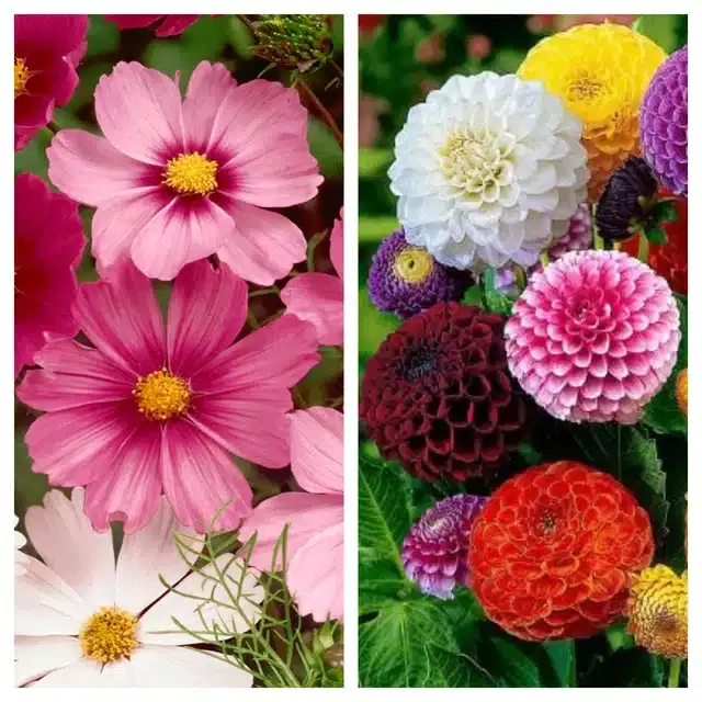Cosmos Mix & Dahlia Mix Flower Seeds, Pack of 2