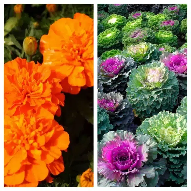 Marigold Orange & Flowering Kale Flower Seeds, Pack of 2