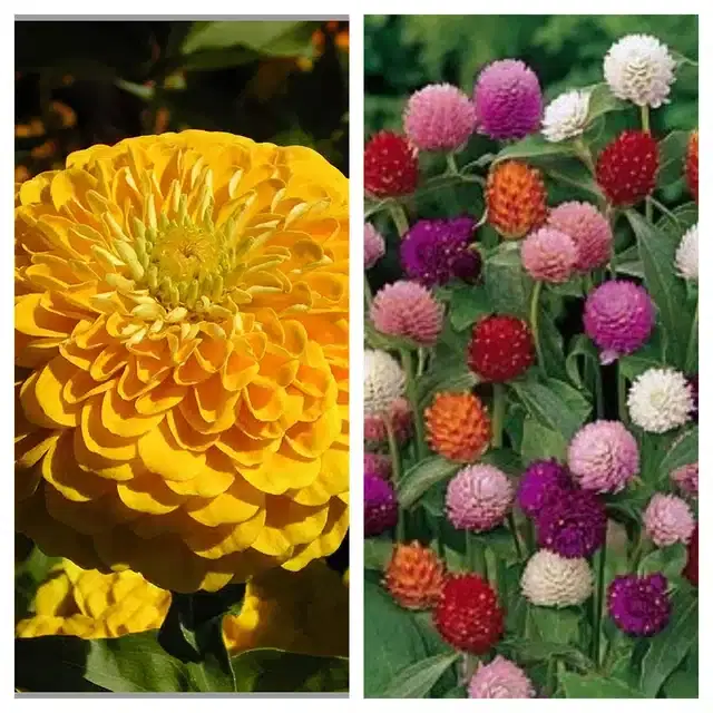 Zinnia Yellow & Gomphrena Mix Flower Seeds, Pack of 2