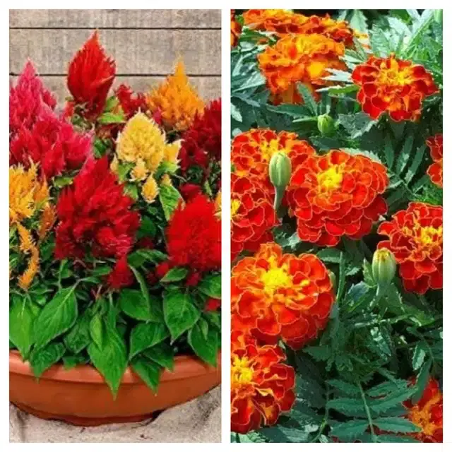 Celosia Mix & Marigold French Flower Seeds, Pack of 2