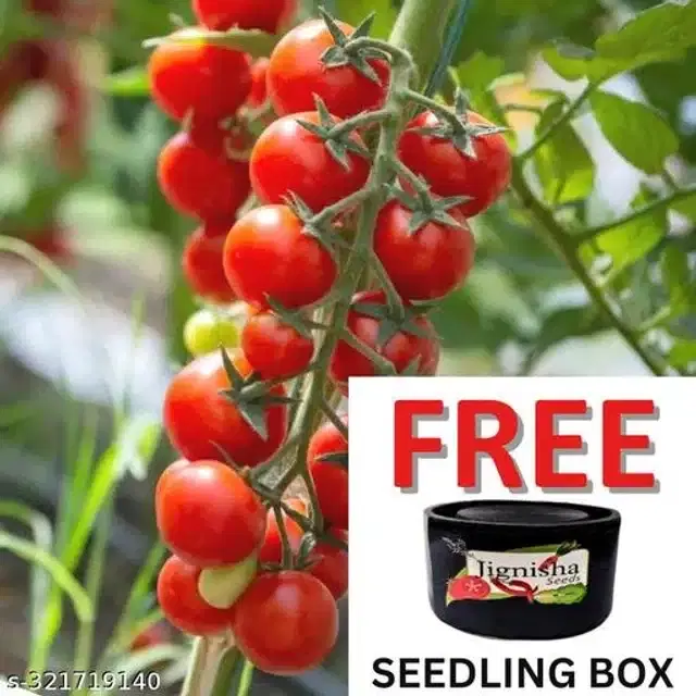 Red Ruby Cherry Tomato Vegetable Plant Seeds, Pack of 50