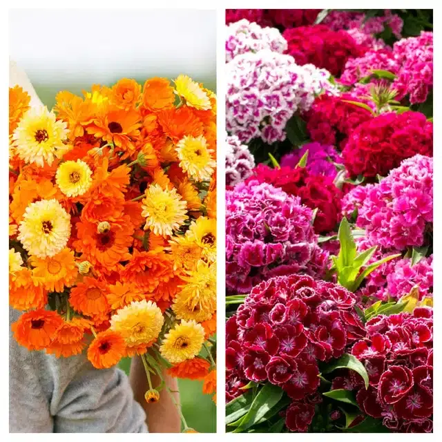 Calendula Mix & Sweet William Flower Seeds, Pack of 2