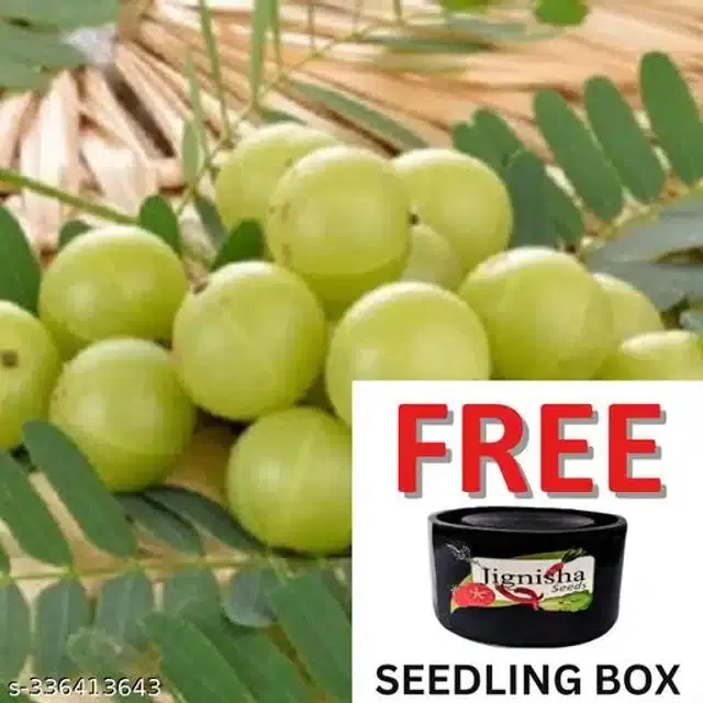 Amla Seeds, Pack of 30