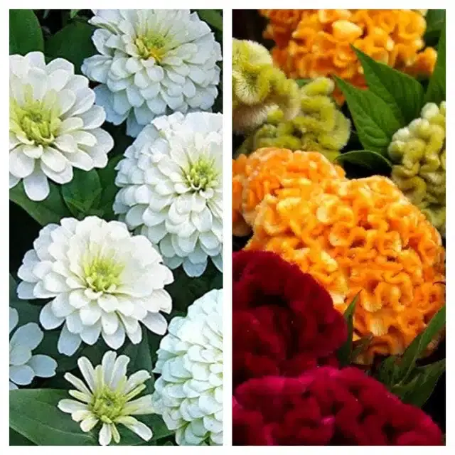 Zinnia White & Cockscomb Mix Flower Seeds, Pack of 2
